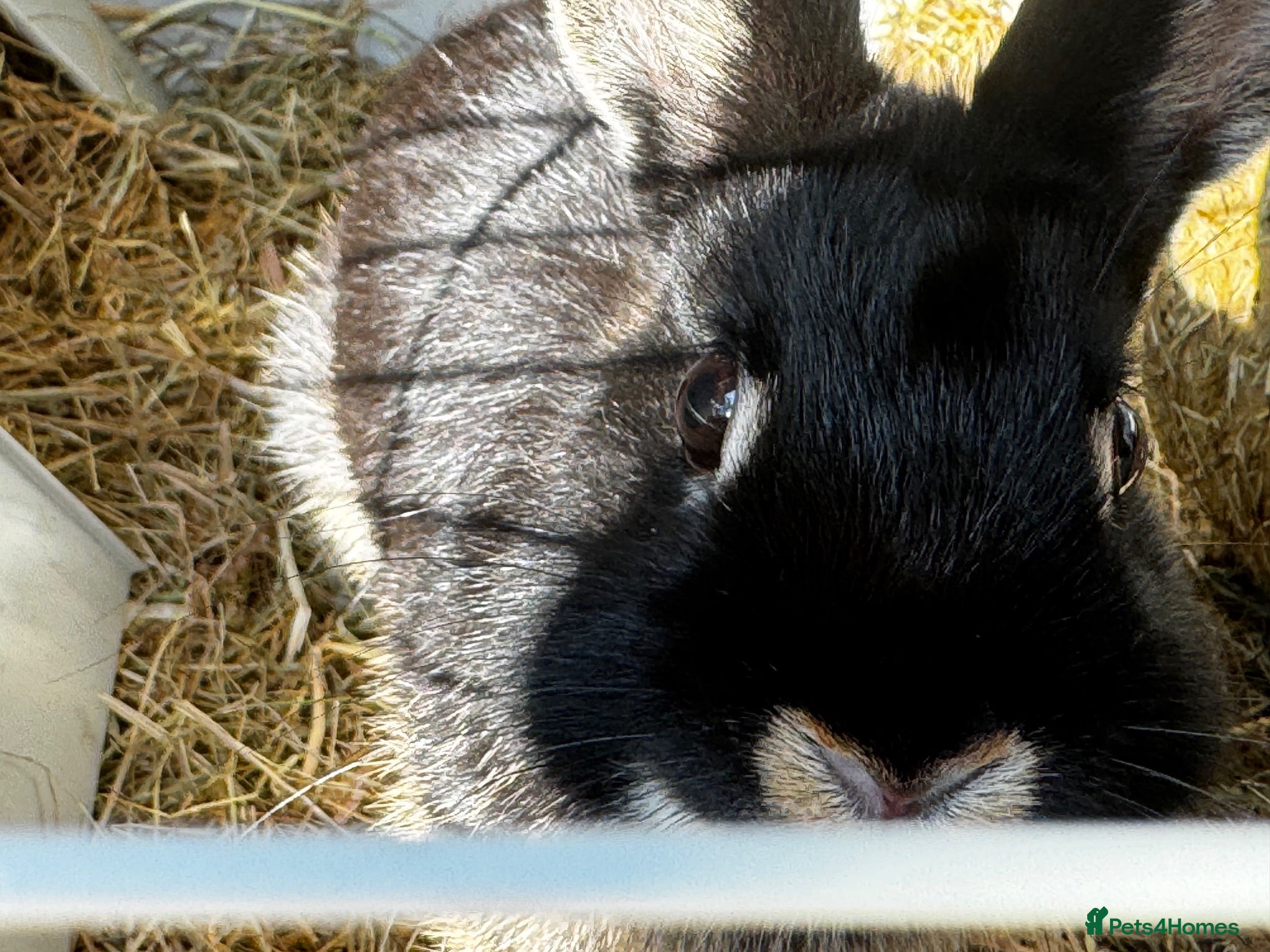 Netherland Dwarf rabbits Dwarf lovely rabbit  - Advert 1