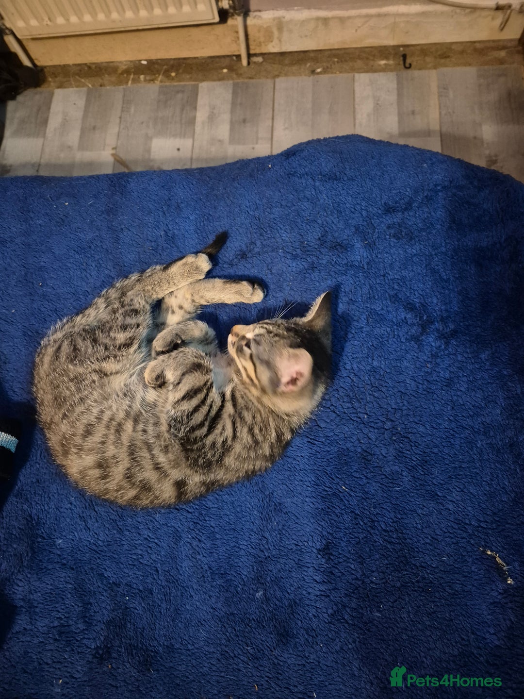 Domestic Shorthair cats for sale: Female kitten for sale  - Advert 3