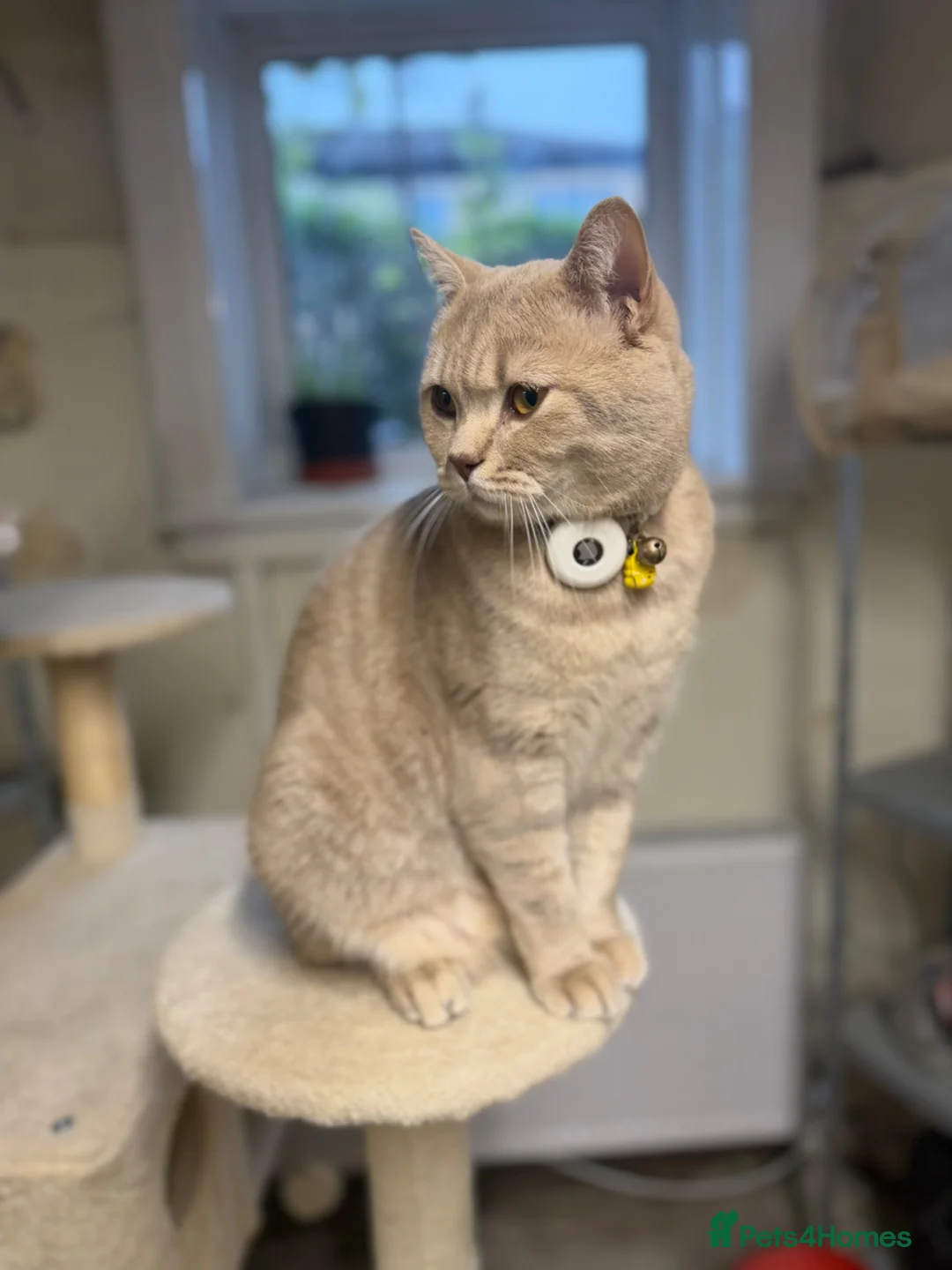Mixed Breed cats for sale: Male Cat for sale 18 months old - Advert 9