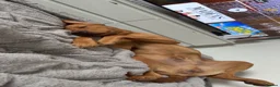 Labrador Retriever dogs for sale: Foxy Labrador  - Advert 3