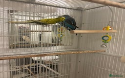 Budgerigars birds for sale: budgies for sale  - Image 1