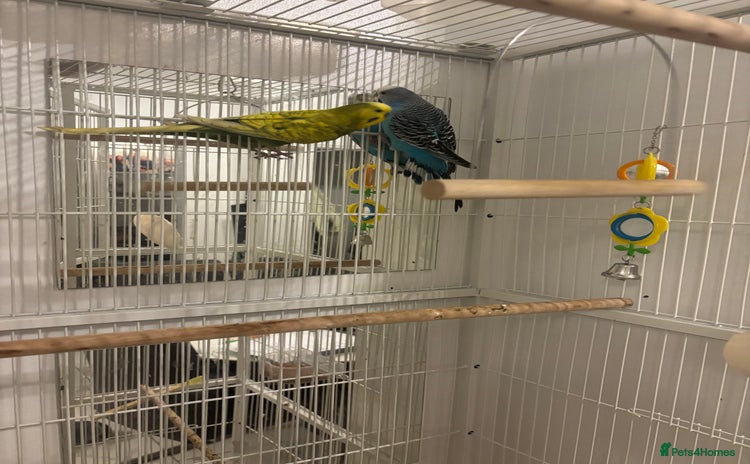 Budgerigars birds - Advert 2