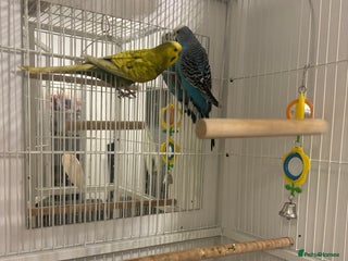 Budgerigars birds - Advert 31