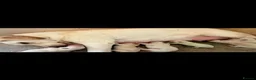 Labrador Retriever dogs for sale: 6 adorable Labrador retriever puppies  in Maldon - Advert 20