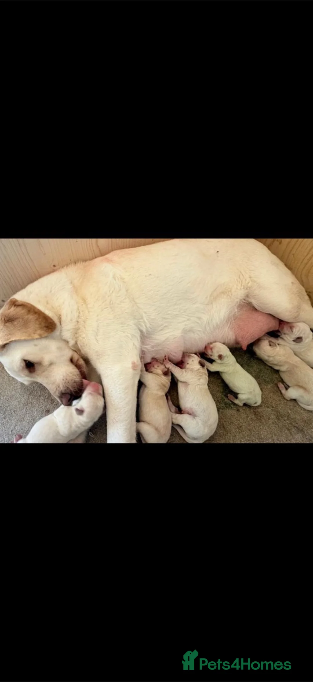 Labrador Retriever dogs for sale: 6 adorable Labrador retriever puppies  in Maldon - Advert 20