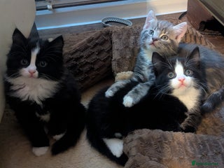 Mixed Breed cats for sale: Beautiful mix breed kittens ready from 26th - Advert 1