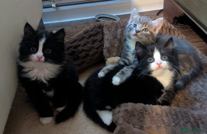 Mixed Breed cats Beautiful mix breed kittens ready from 26th - Advert 1