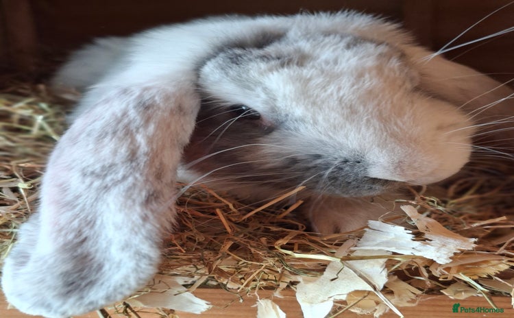 French Lop rabbits - Advert 1