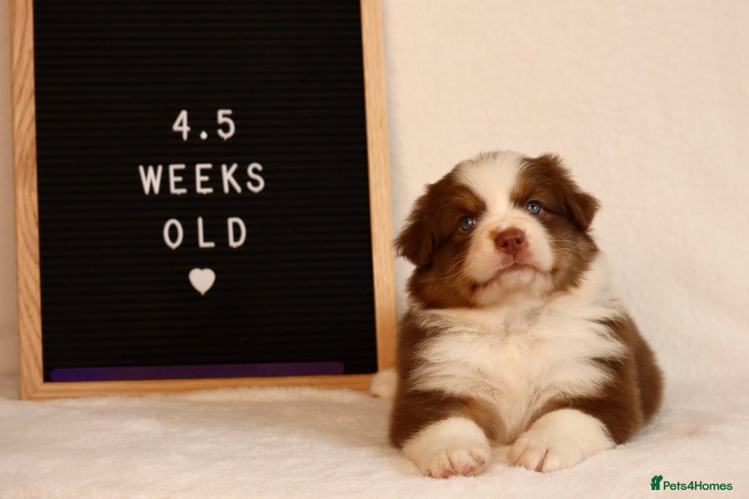 Australian Shepherd dogs for sale: KC Australian Shepherd Puppies  - Image 9