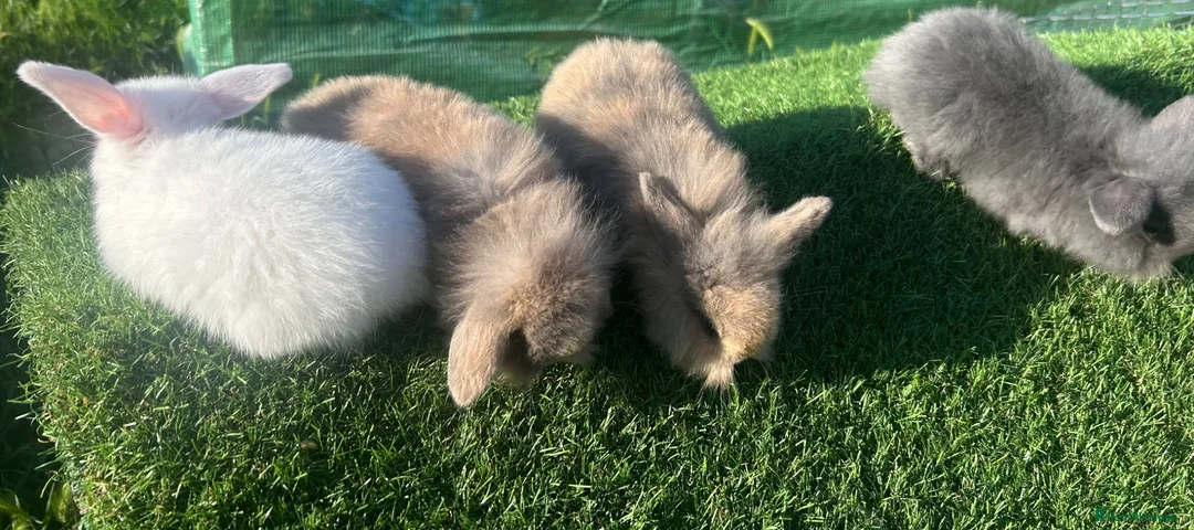Mini Lion Lop rabbits for sale: Mini Lion Lop Rabbits – Ready This Weekend 🐰 - Advert 2