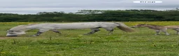 Connemara horses for sale: Dun Connemara filly  - Advert 4
