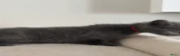 Mixed Breed cats for sale: Maine coon mix breed kittens  - Advert 13