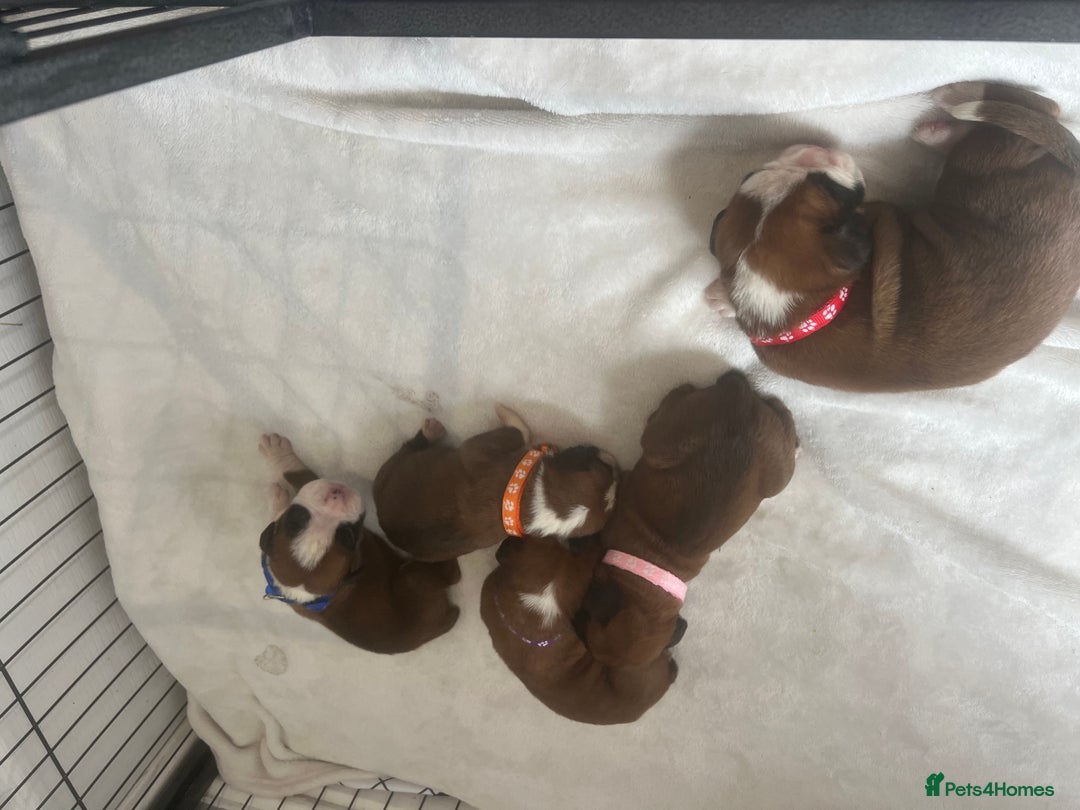 Boxer dogs for sale: Stunning Kc Boxer Puppies - Image 14
