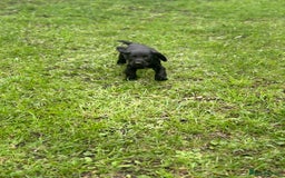 Cocker Spaniel dogs for sale: 7 gorgeous cocker spaniel puppies - Image 7