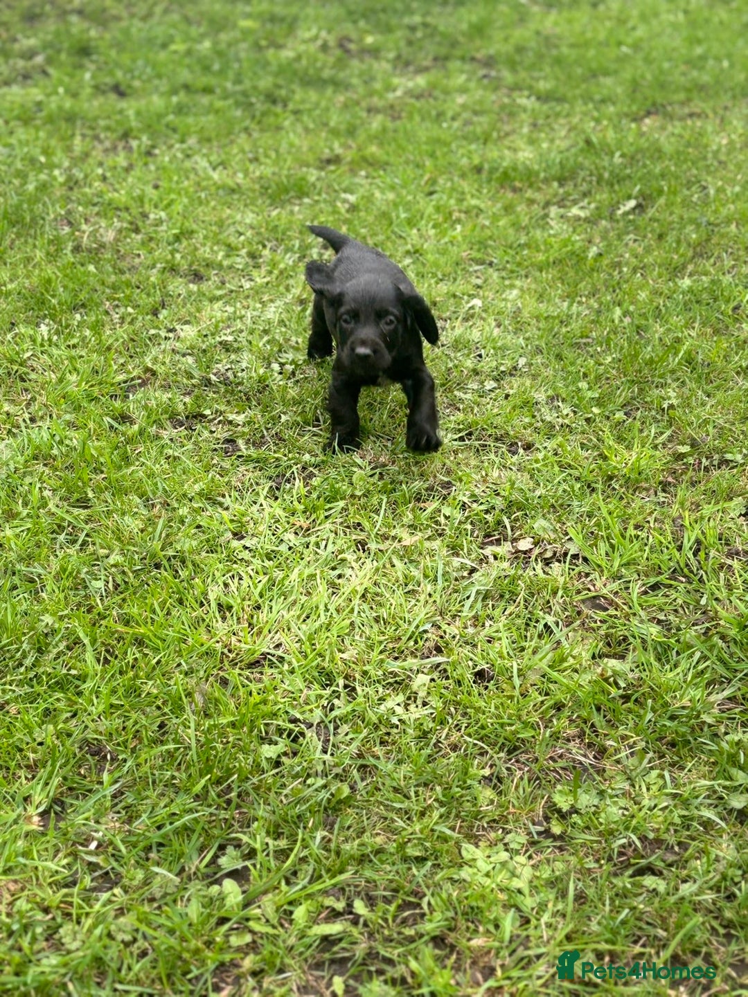 Cocker Spaniel dogs for sale: 7 gorgeous cocker spaniel puppies - Image 7