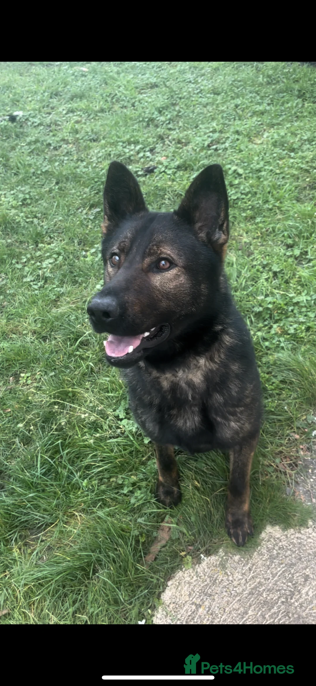 German Shepherd dogs for sale: Flint! - Advert 2