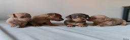 Chiweenie dogs for sale: Stunning Micro Chiweenie Litter - Smallest in UK - Advert 4