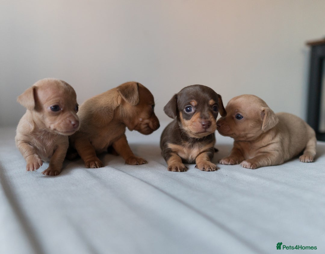 Chiweenie dogs for sale: Stunning Micro Chiweenie Litter - Smallest in UK - Advert 4