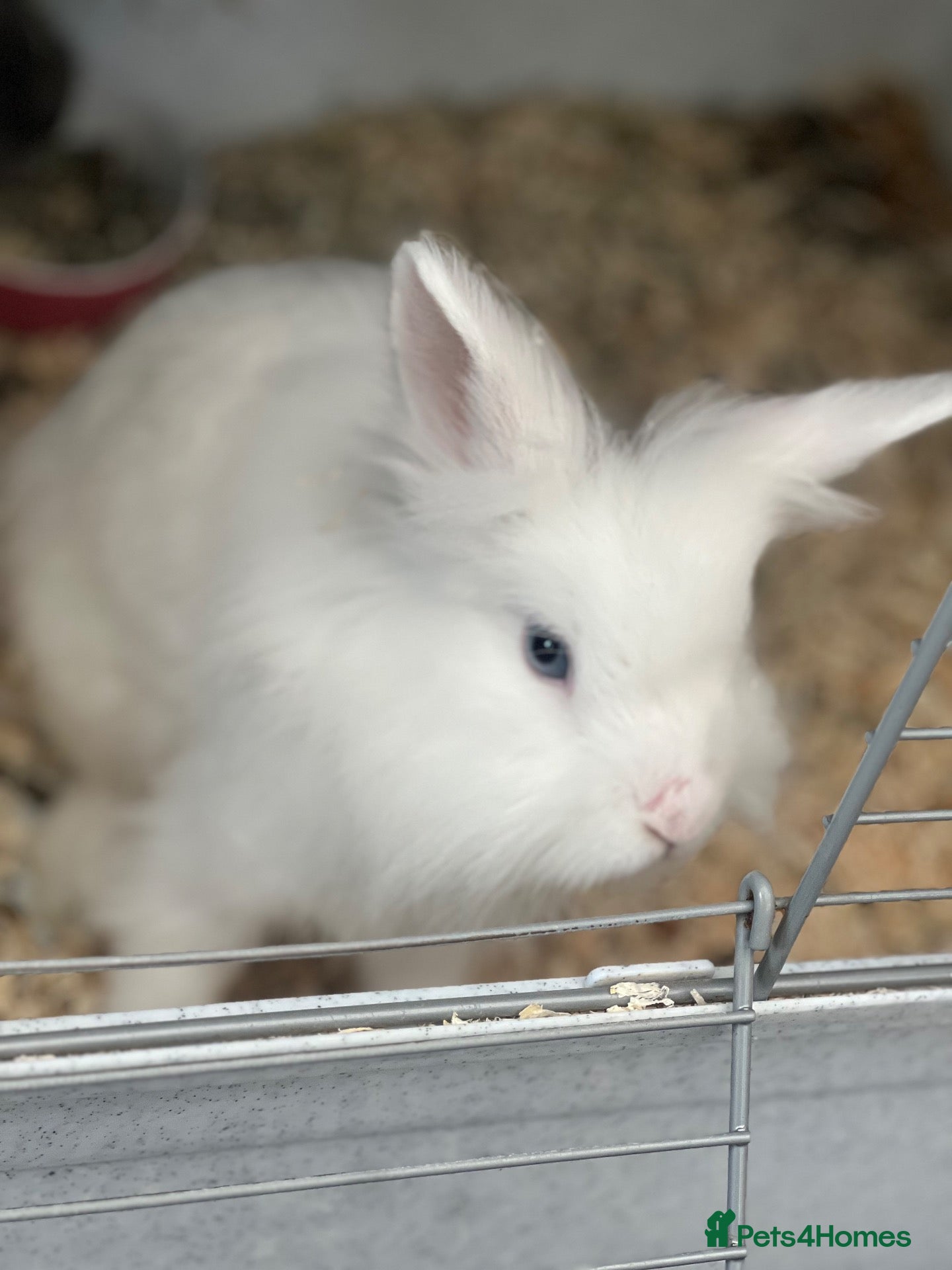 Lionhead rabbits Beautiful Double Lionhead Baby Rabbits  - Advert 2