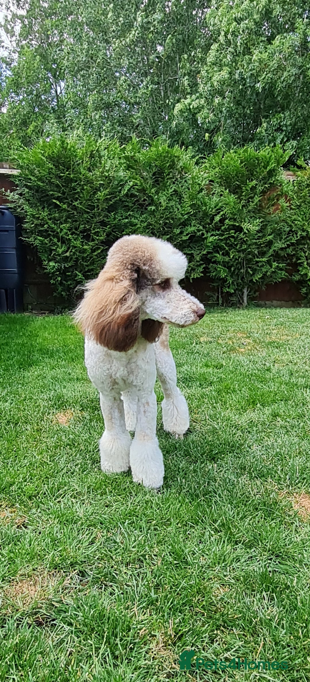 Goldendoodle dogs for stud: FULLY HEALTH TESTED! MOYEN POODLE STUD! in Kettering - Image 19
