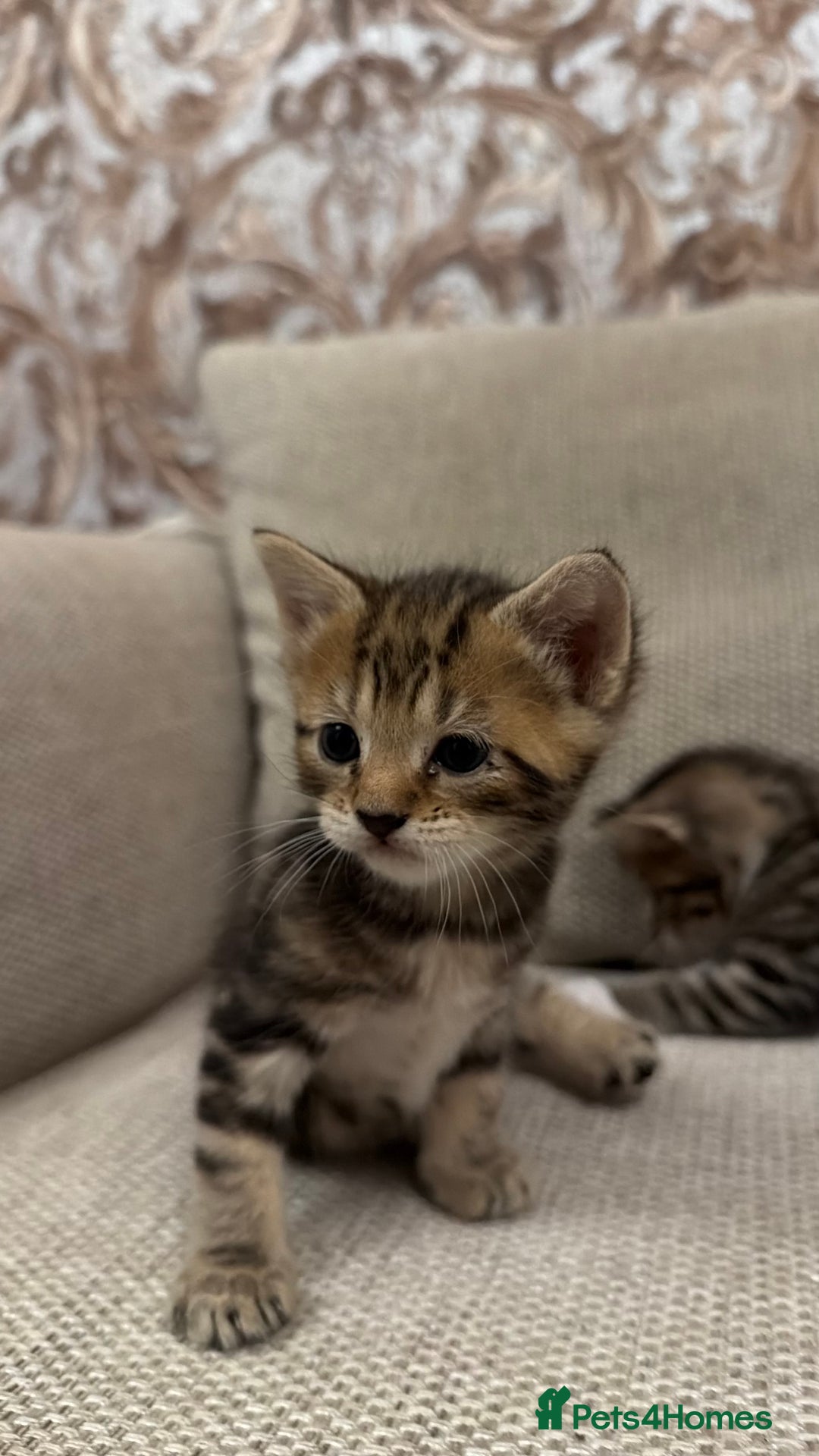 Mixed Breed cats for sale: Little Kittens  - Advert 4