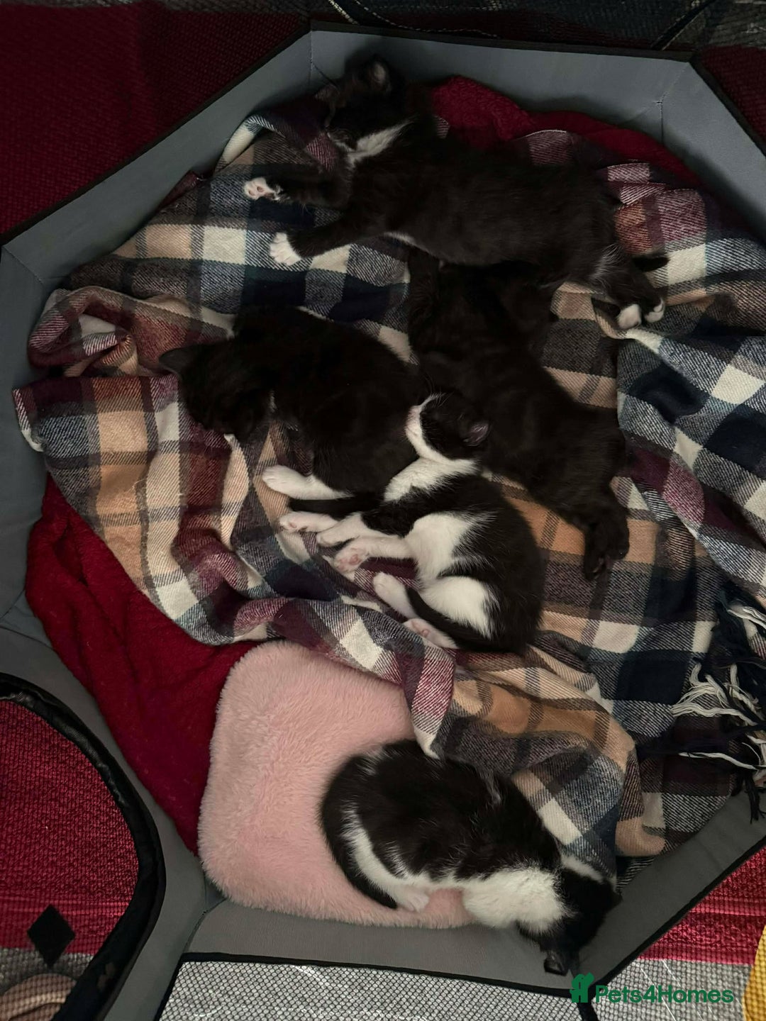 Mixed Breed cats for sale: Tiny Tuxedos + One little shadow  - Advert 2