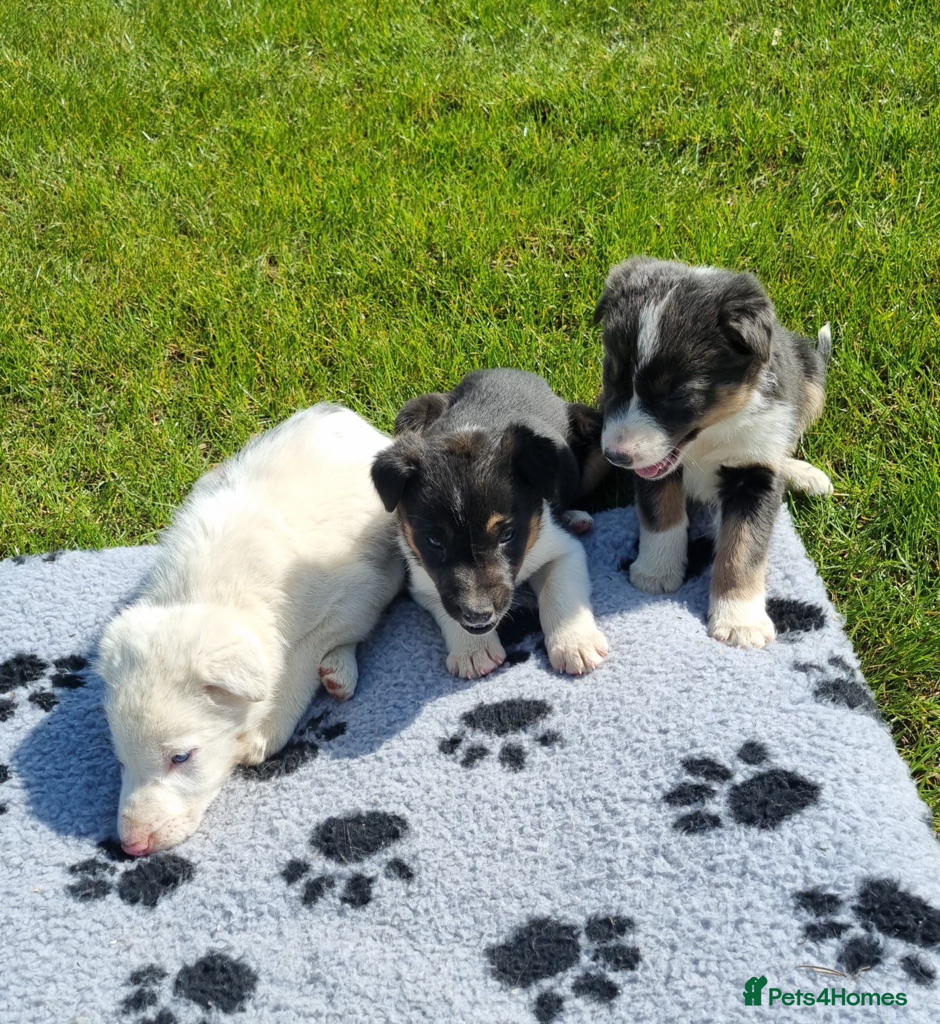 Border Collie dogs *OUTSTANDING border collies* - Advert 3