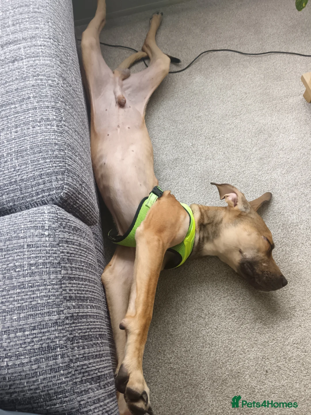 Mixed Breed dogs for sale: Sweet boy  - Advert 6