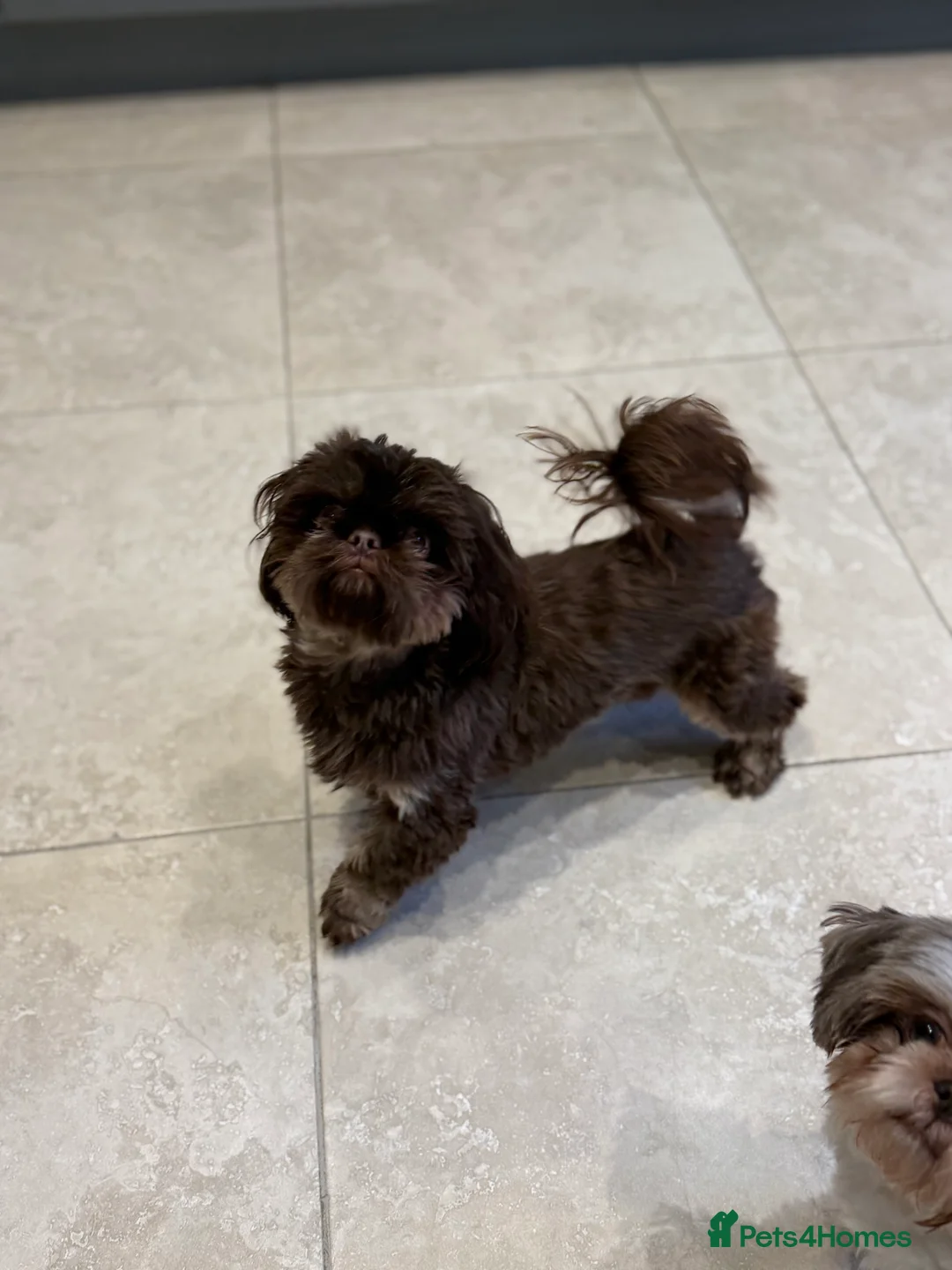 Shih Tzu dogs for sale: Imperial shihtzu  - Advert 8