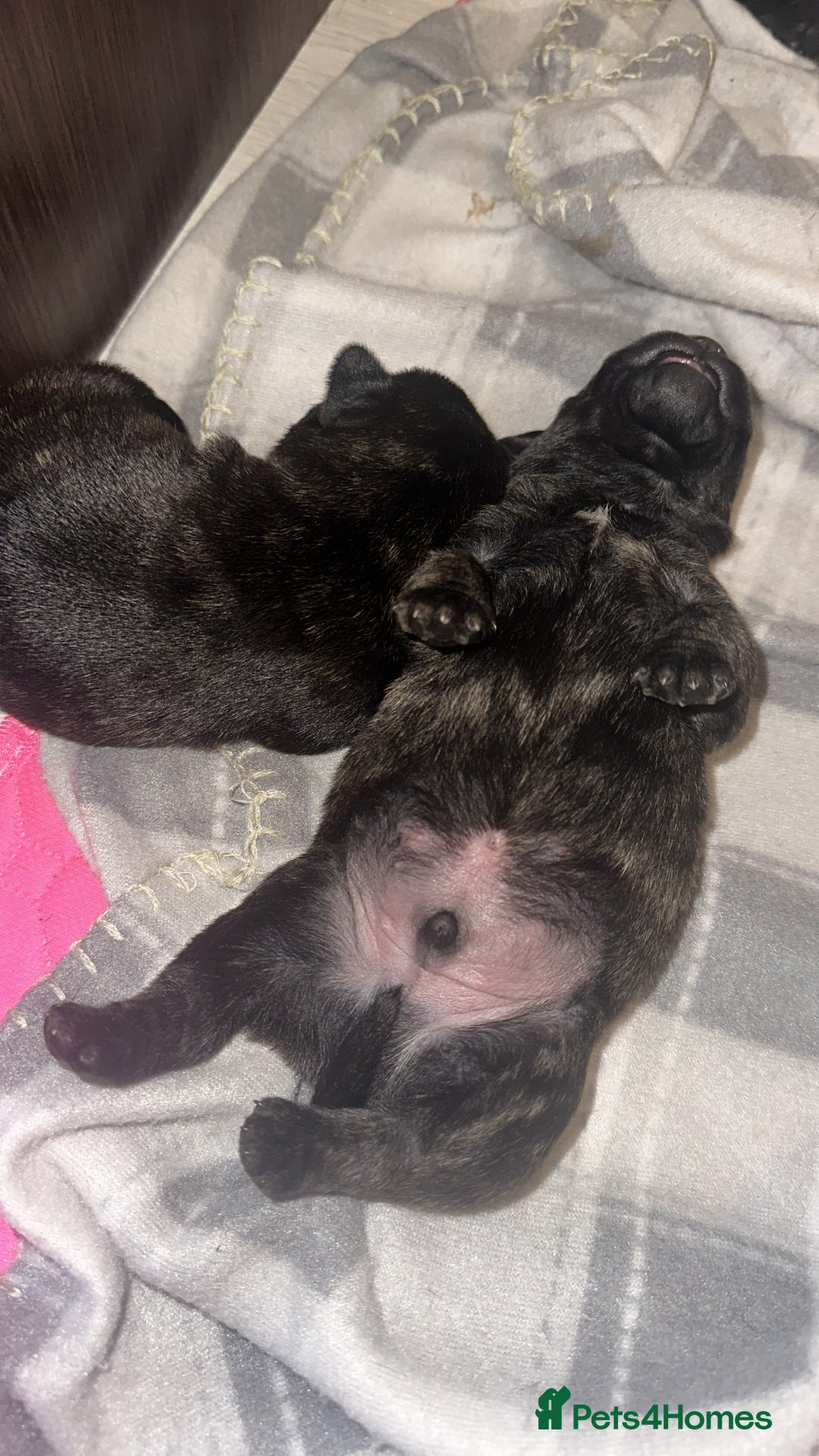 Mixed Breed dogs for sale: Mixed puppies - Advert 3