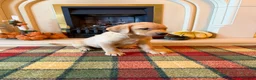 Labrador Retriever dogs for sale: *READY NOW* Stunning KC girls, tested&many FTCH/Ws - Advert 6