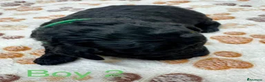 Cockapoo 2