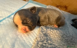 Boston Terrier dogs for sale: Exceptional Blue Boston Terrier Puppies 💙🐾 - Image 7