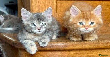 Maine Coon cats - Advert 8