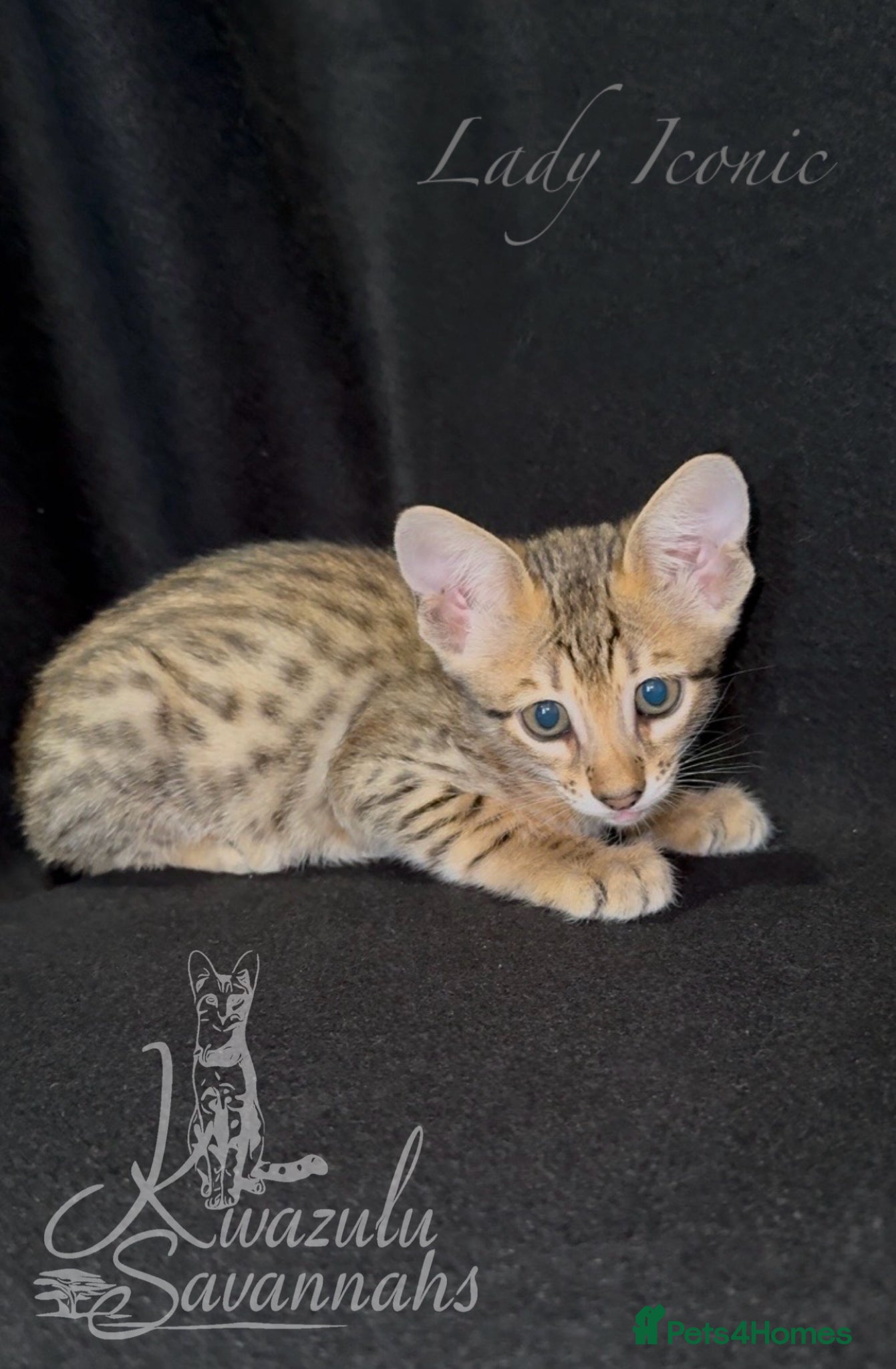Savannah cats Exceptional Quality Tica Regist. Savannah kittens - Advert 2