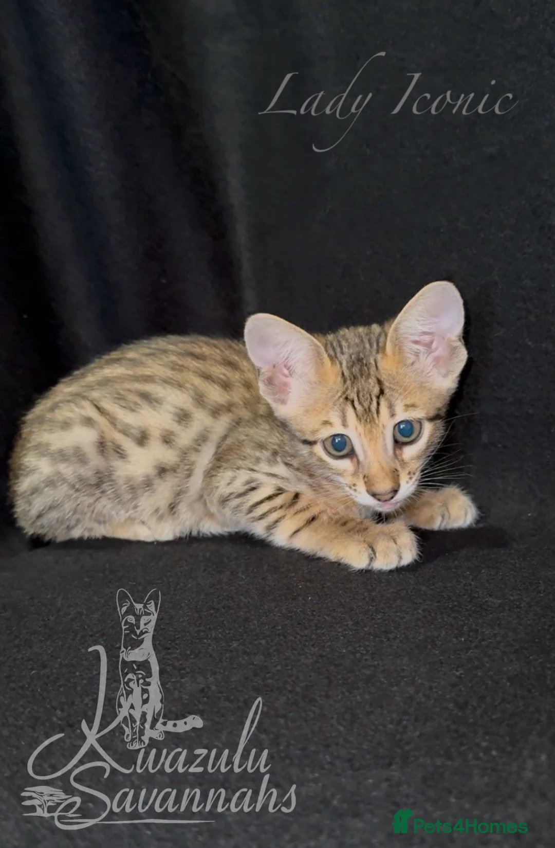 Savannah cats for sale: Exceptional Quality Tica Regist. Savannah kittens - Advert 2