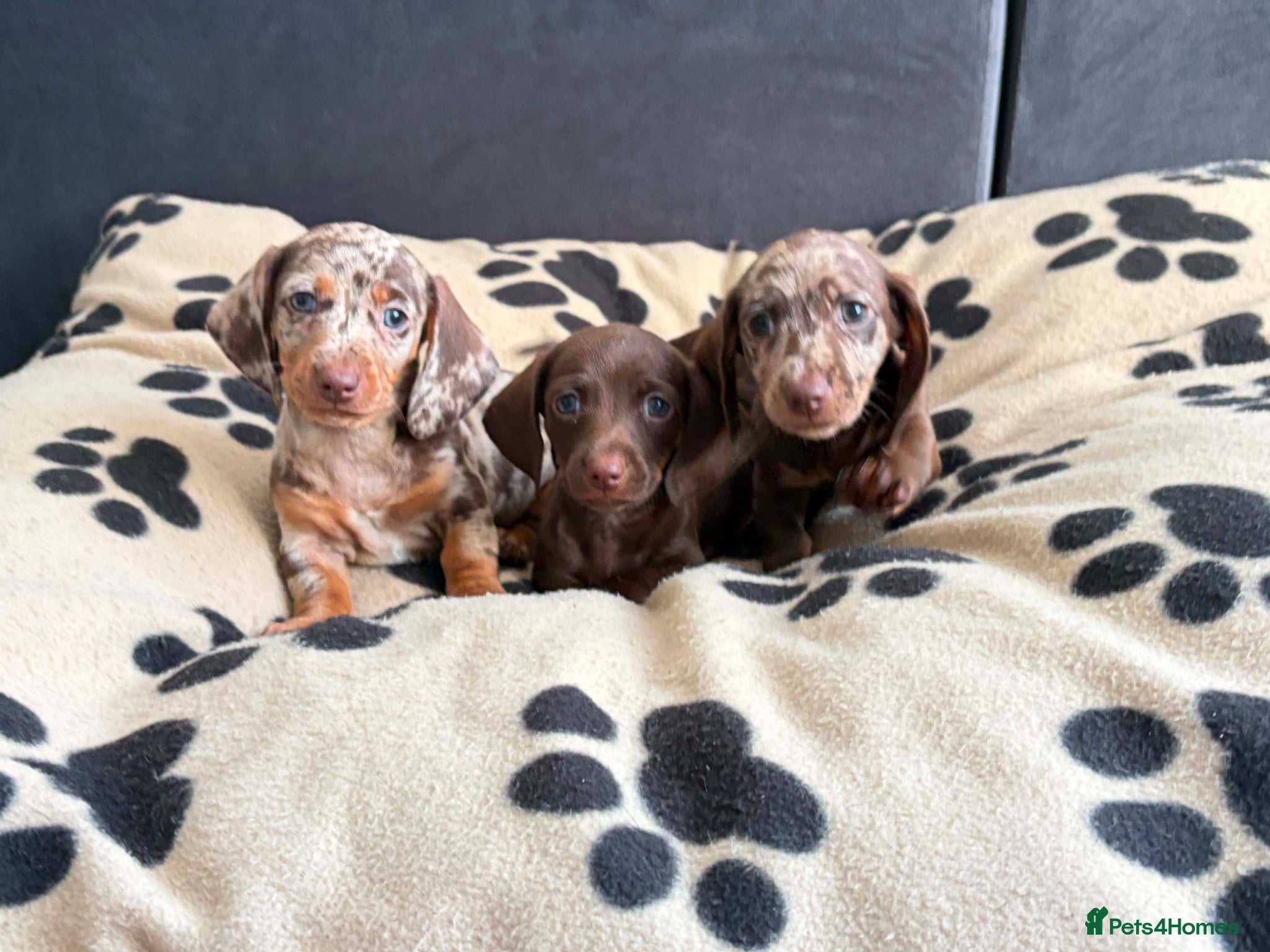 Dachshund dogs Dachshund  - Advert 6