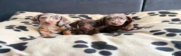 Dachshund dogs for sale: Dachshund  in Nelson - Advert 1
