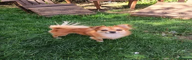 Pomchi 1