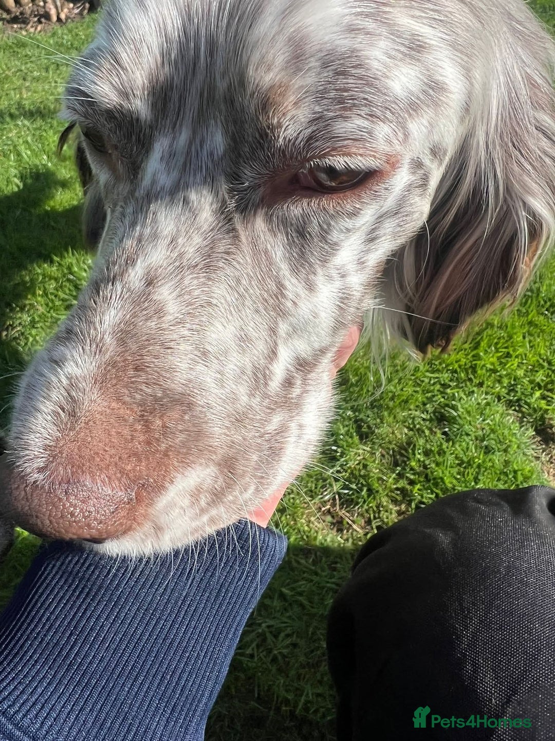 English Setter dogs for adoption: Alfie - Advert 7