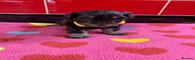 Miniature Schnauzer 3 YELLOW