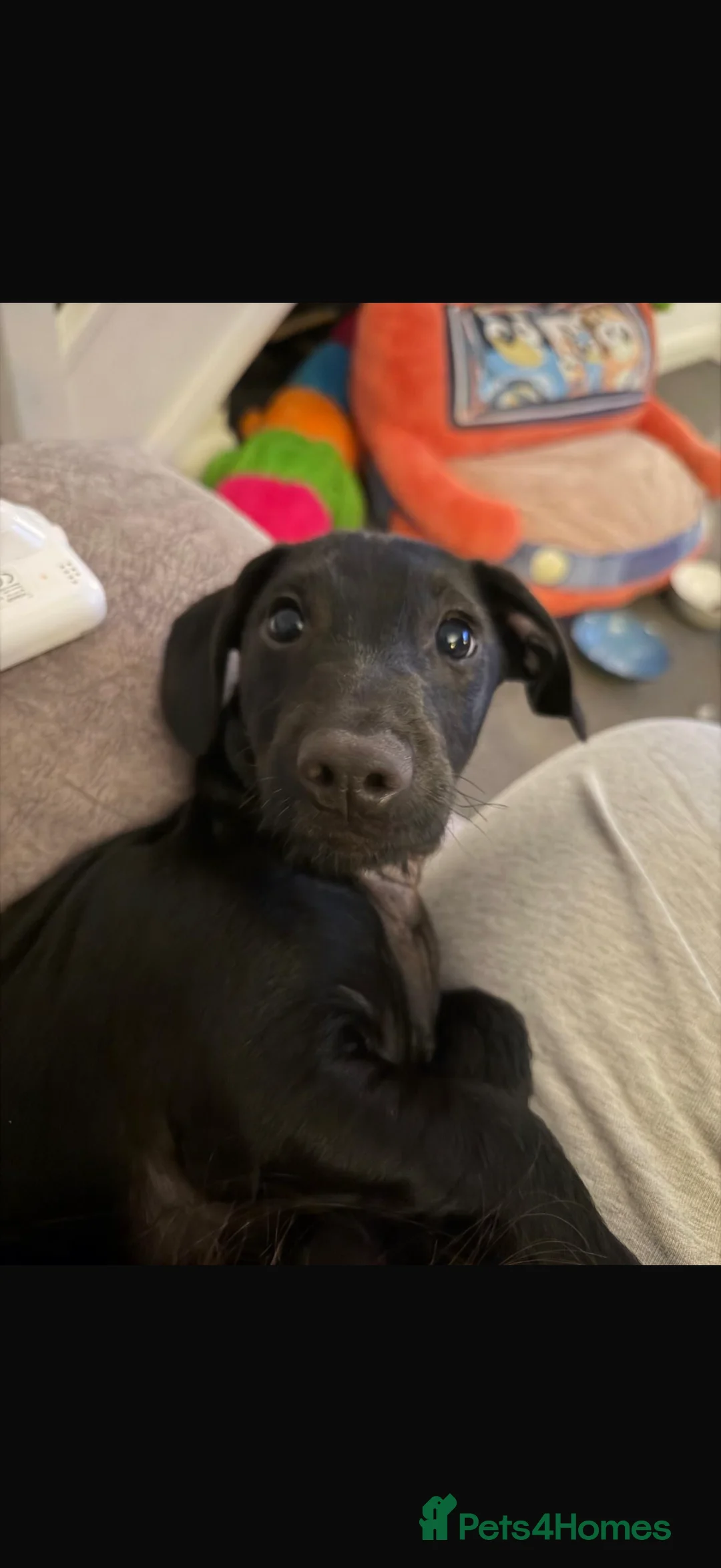 Dachshund dogs for sale: Lovely Wilson a male dachshund - Advert 1