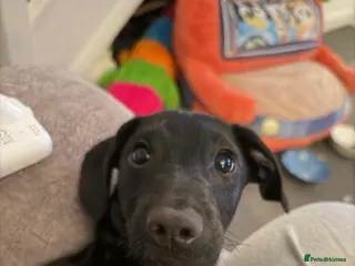 Dachshund dogs Lovely male dachshund - Advert 3