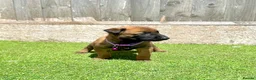 Belgian Shepherd Dog dogs for sale: KC Belgian Malinois Puppys for sale - Advert 21