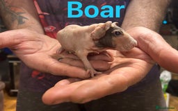 Guinea Pig rodents for sale: Skinny Pig/Werewolf Boars RESERVE in Doncaster - Image 4