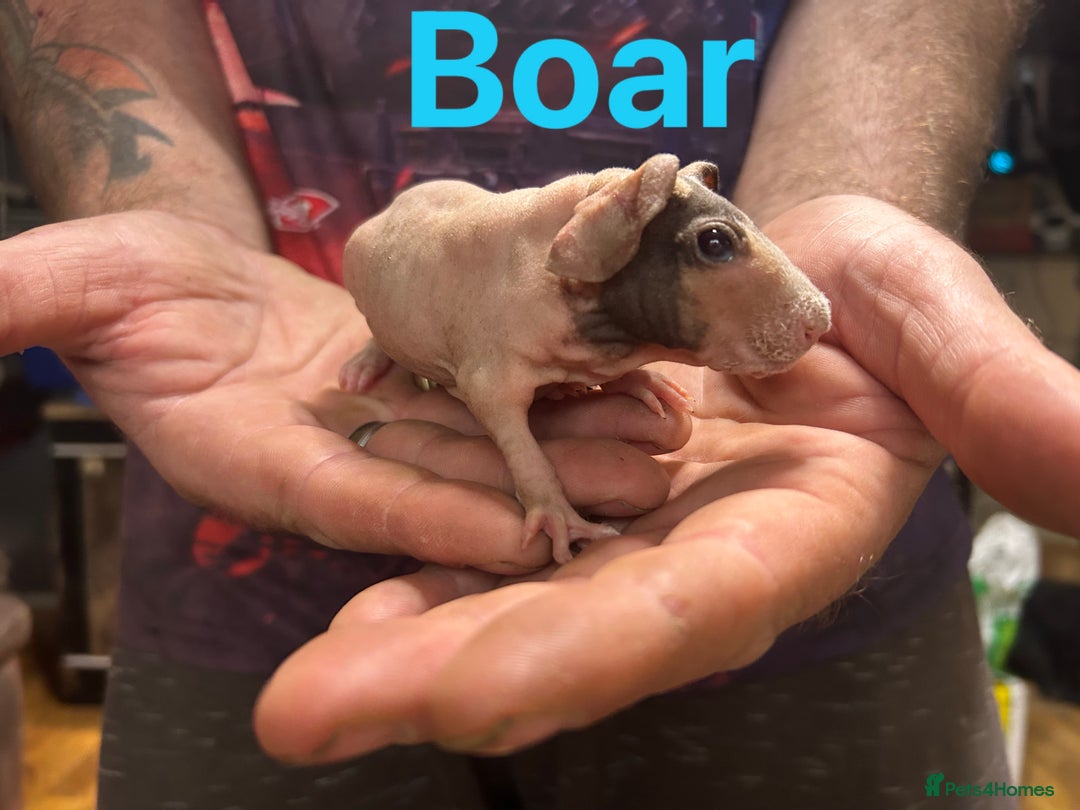 Guinea Pig rodents for sale: Skinny Pig/Werewolf Boars RESERVE in Doncaster - Image 4