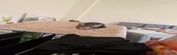 Mixed Breed cats for sale: 2 x Kittens. Quick sale needed. - Advert 4