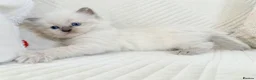 Ragdoll cats for sale: 3 Blue Point Kittens for sale - All Boys!! - Advert 27