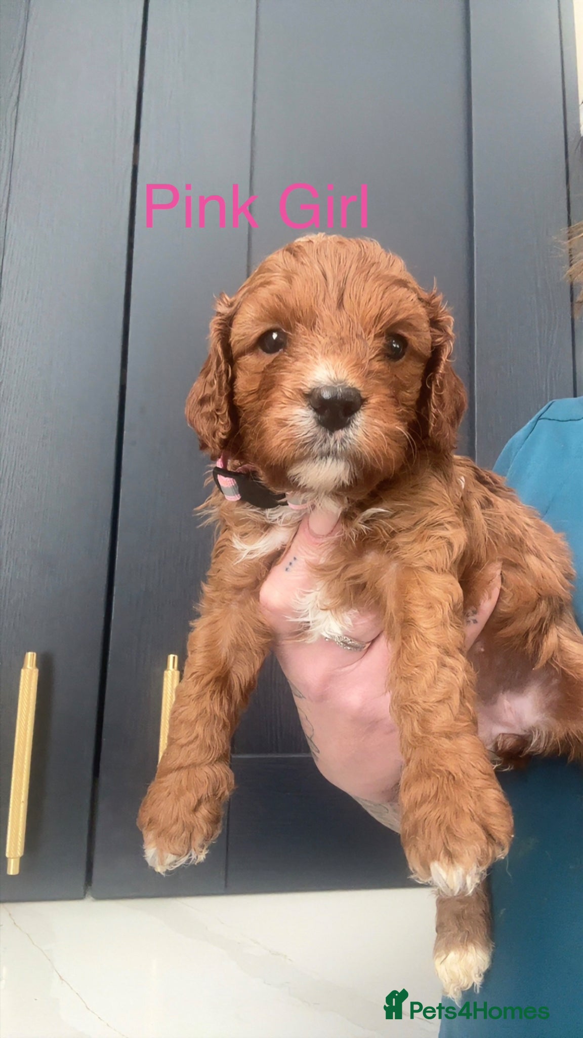 Cavapoo dogs F1 Cavapoo Puppies (Licenced Breeder) ⭐️⭐️⭐️⭐️⭐️ - Advert 2