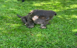Borador dogs for sale: Lab x collie puppies  - Image 2